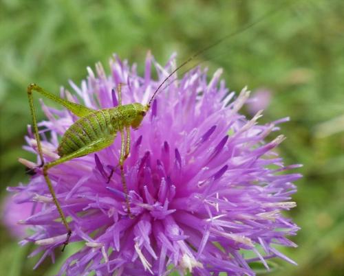 Réf. 187 737 : Leptophyes punctatissima