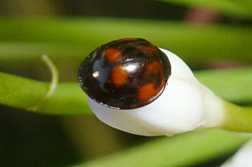 Réf. 187 155 : Exochomus quadripustulatus