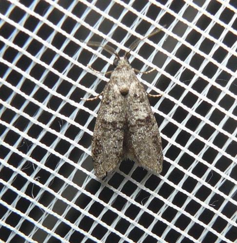 Penestoglossa dardoinella