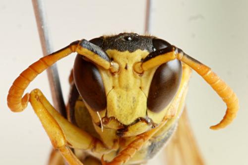Polistes dominula