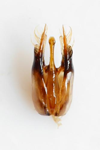 Polistes dominula
