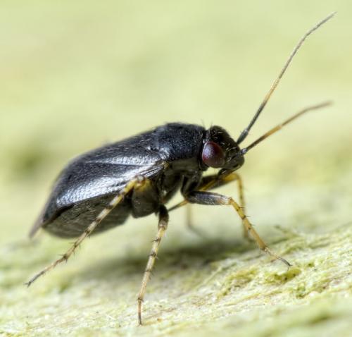 Réf. 187 467 : Chlamydatus pullus