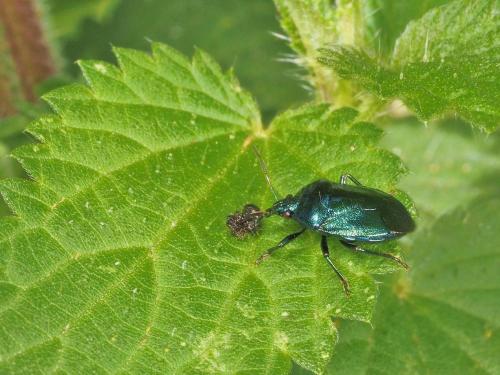 Réf. 187 820 : Zicrona caerulea