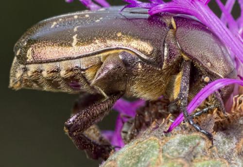 Réf. 187 470 : Potosia cuprea