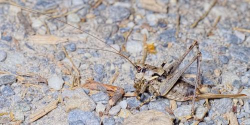 Antaxius pedestris pedestris