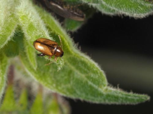 Réf. 187 821 : Ochrosis ventralis