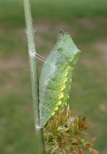 Réf. 187 073 : Papilio machaon