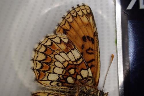 Melitaea athalia