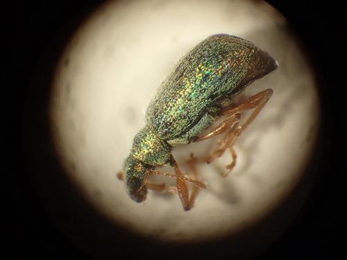 Réf. 187 358 : Polydrusus pterygomalis