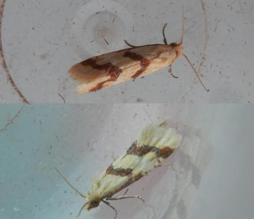 Réf. 187 347 : Aethes bilbaensis