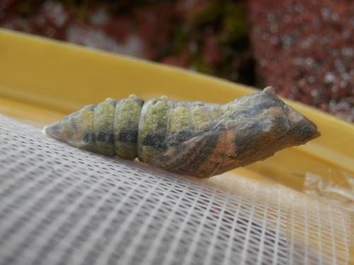 Papilio machaon