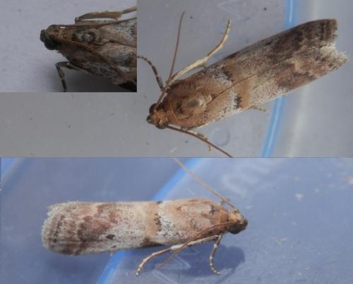 Réf. 187 560 : Acrobasis fallouella