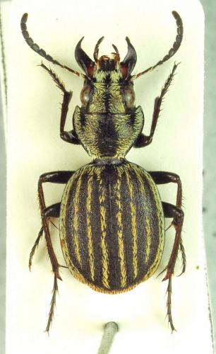 Réf. 187 817 : Graphipterus obsoletus tchadicus