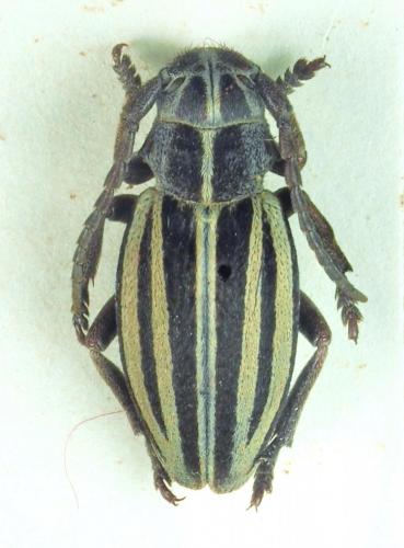 Réf. 187 814 : Dorcadion scopolii