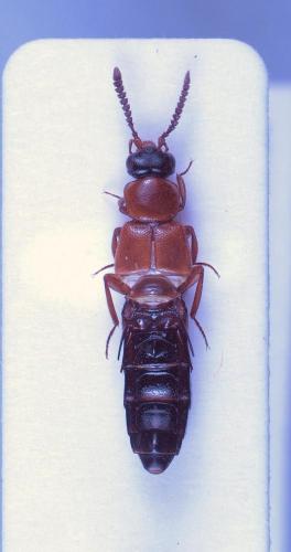 Zyras sp.
