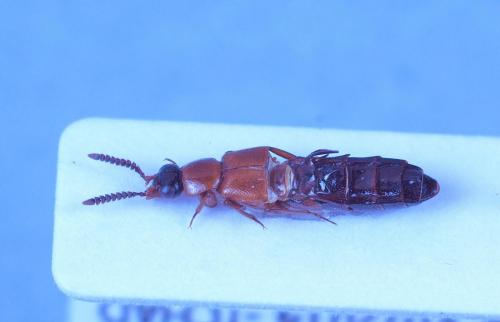 Zyras sp.