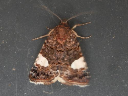 Tyta luctuosa