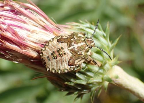 Carpocoris purpureipennis