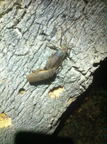 Prinobius myardi