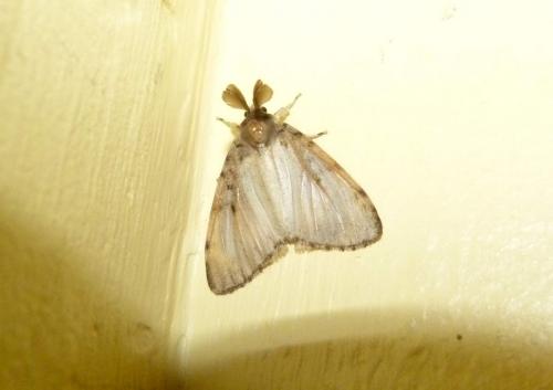 Lymantria dispar