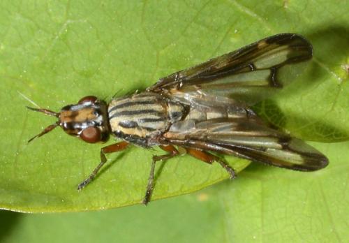 Dorycera grandis