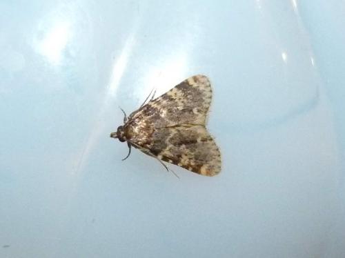 Réf. 187 279 : Aglossa caprealis