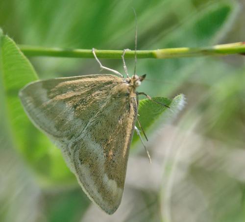 Pyrausta aerealis
