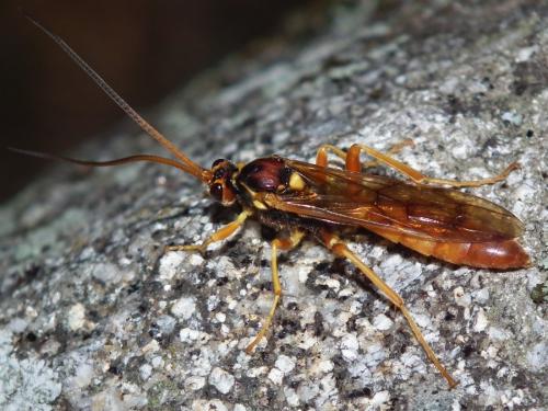 Réf. 187 242 : Callajoppa cirrogaster