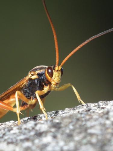 Réf. 187 243 : Callajoppa cirrogaster