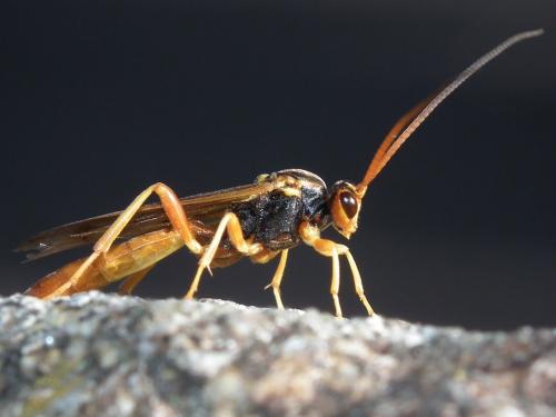 Réf. 187 244 : Callajoppa cirrogaster