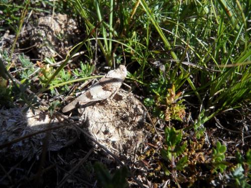Oedipoda caerulescens caerulescens