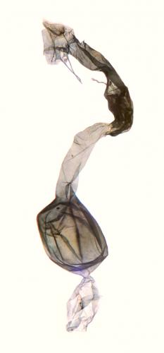 Réf. 187 028 : Scoparia basistrigalis