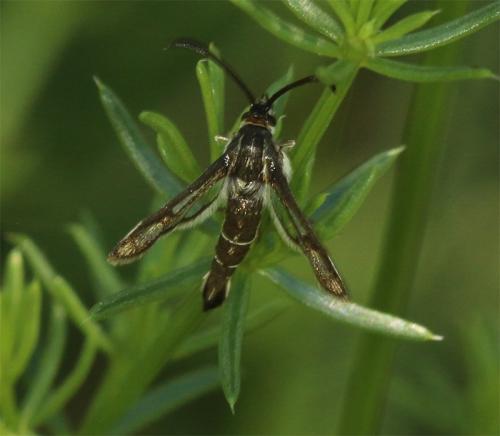 Réf. 187 320 : Pyropteron affinis