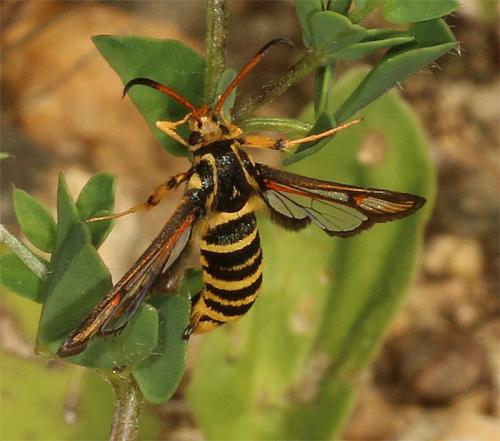 Bembecia sp.