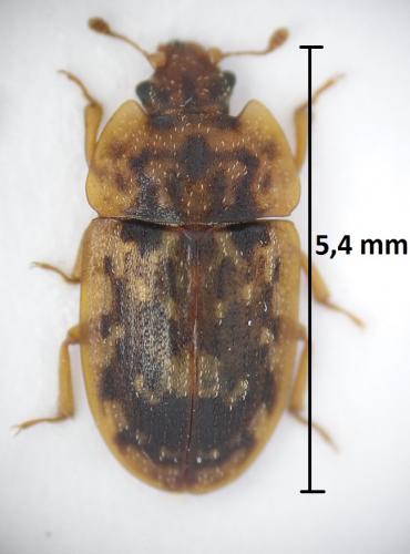 Réf. 187 660 : Soronia grisea