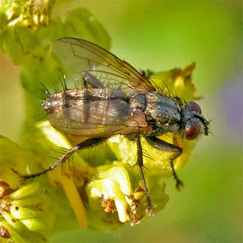 Stevenia sp.
