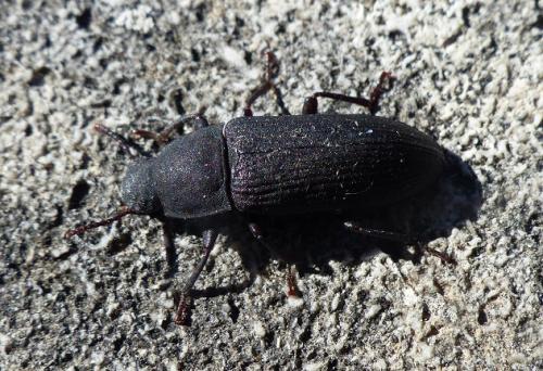 Tenebrio sp.