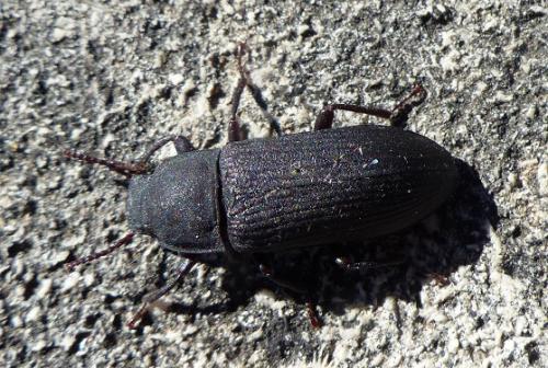 Tenebrio sp.