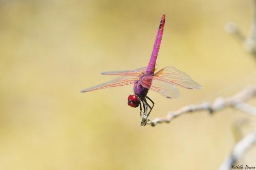 Trithemis annulata