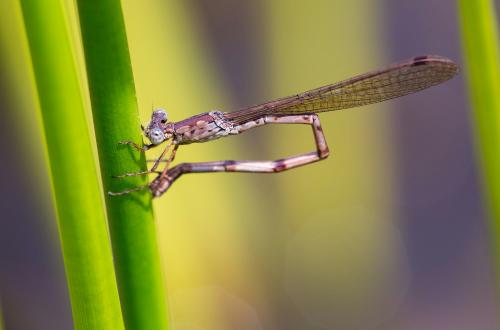 Indolestes peregrinus