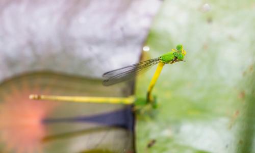 Ceriagrion melanurum