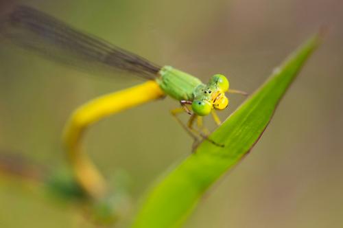 Ceriagrion melanurum