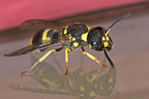 Réf. 187 011 : Ancistrocerus (auctus-renimacula)
