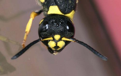 Ancistrocerus (auctus-renimacula)