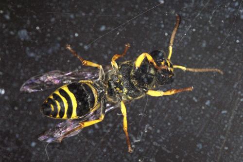 Ancistrocerus (auctus-renimacula)
