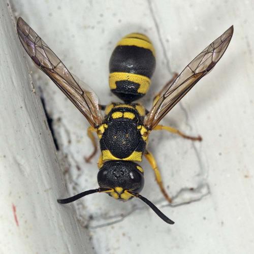 Ancistrocerus (auctus-renimacula)