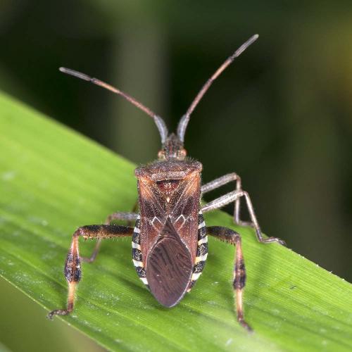 Réf. 187 961 : Leptoglossus occidentalis