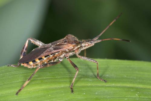 Leptoglossus occidentalis