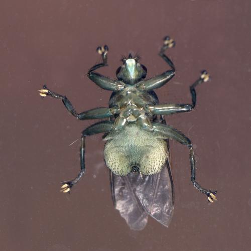 Ornithomya biloba