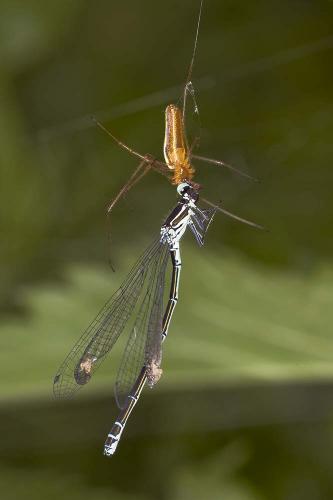 Coenagrion puella